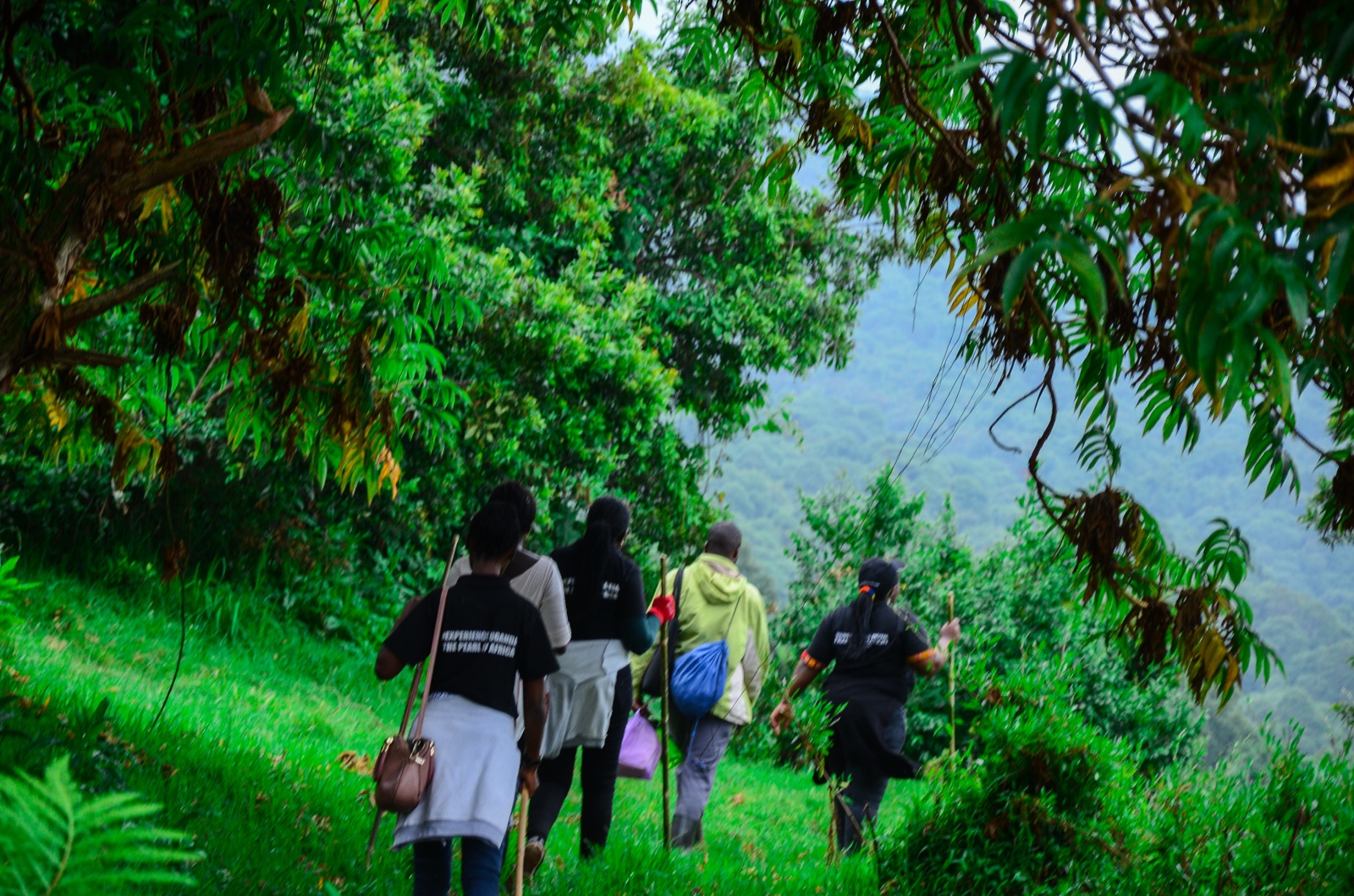 Trekkers walking into the forest of Bwindi Impenetrable National Park, Uganda