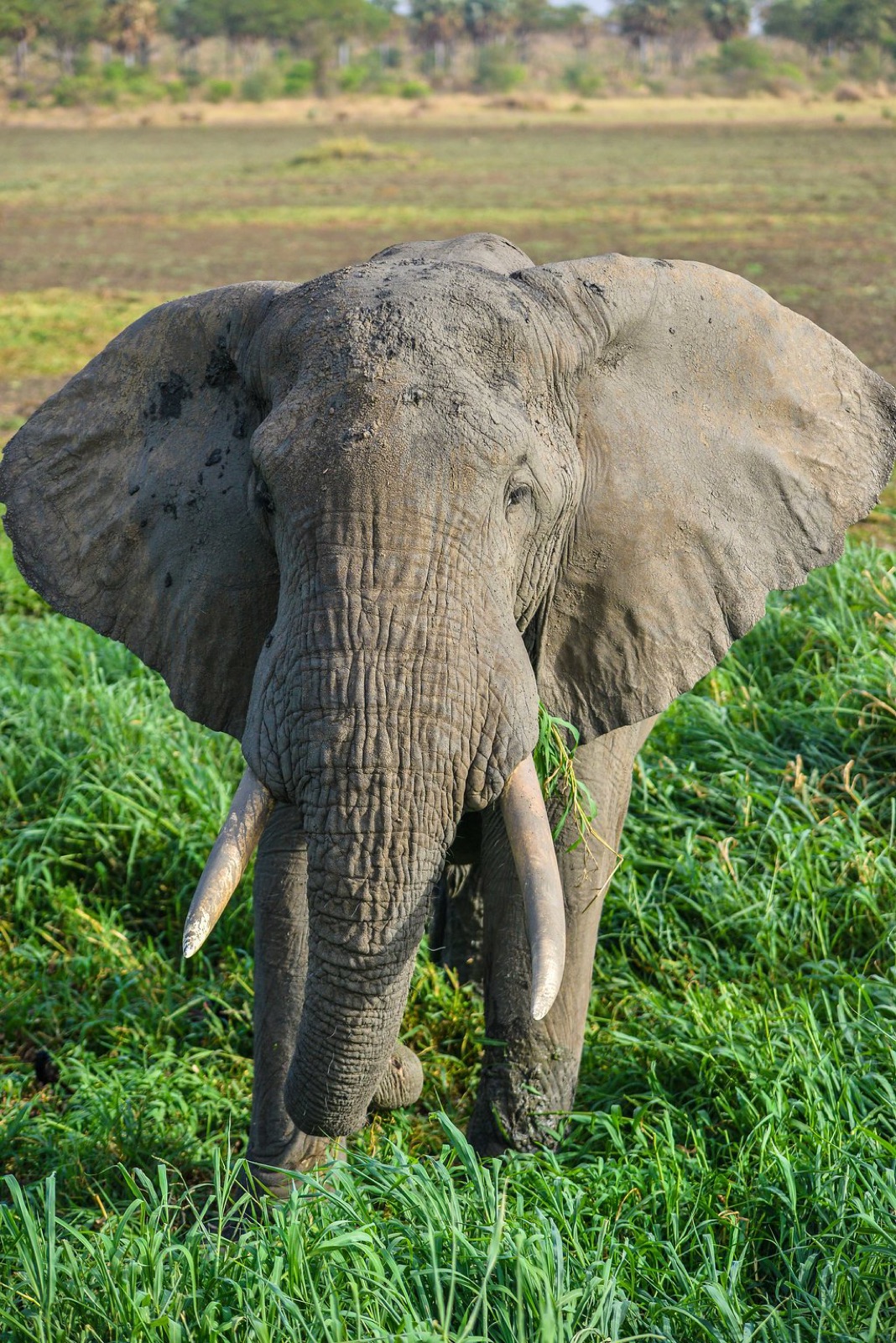 Elephant grazing in Murchison Falls National Park, Uganda