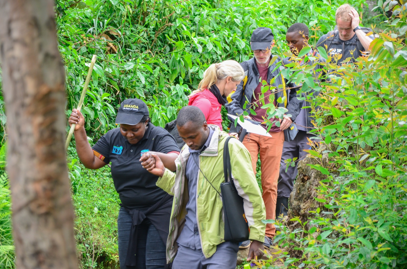 Chimpanzee Tracking
